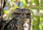 Attraction - Tawny frogmouth